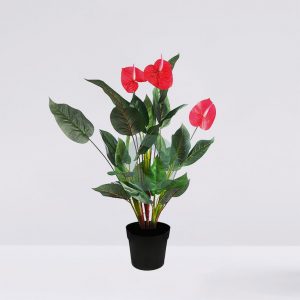 Planta Anturio sobre maceta