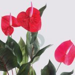 Planta Anturio 61Cm - Imagen 2