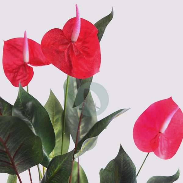 Planta Anturio 61Cm - Imagen 2