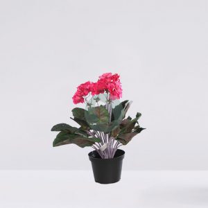 Violeta Africana Con Maceta 36Cm