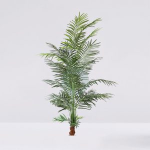 Palmera Areca 229 Cm