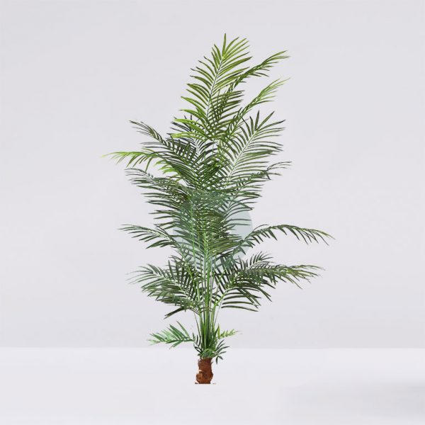 51765.jpg Palmera Areca 229 Cm - Imagen 1