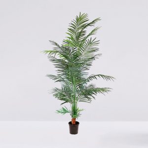 Palmera Areca Con Maceta 229 Cm