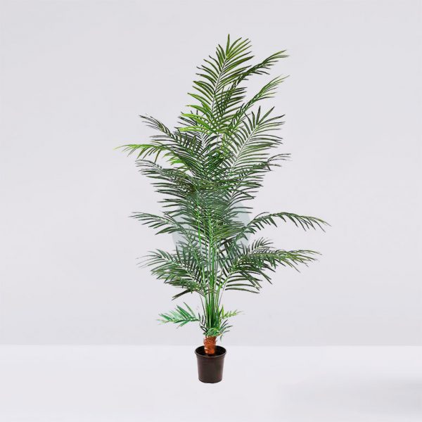 51765M.jpg Palmera Areca Con Maceta 229 Cm - Imagen 1
