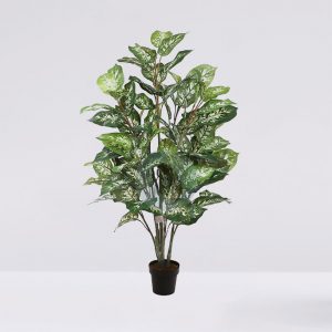 Difembachea En Maceta 105Cm