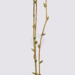 Vara Rama Pusiwillow Artificial 124Cm - Imagen 2