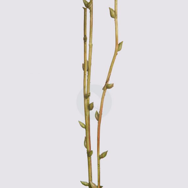 Vara Rama Pusiwillow Artificial 124Cm - Imagen 2