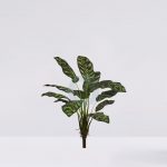 Planta Peacock 51Cm