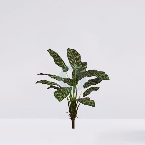 Planta Peacock 51Cm - Imagen 1