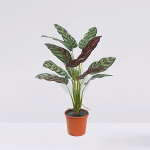 Planta Peacock 51Cm En Maceta