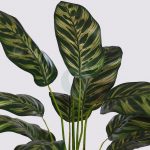 Planta Peacock 51Cm - Imagen 2