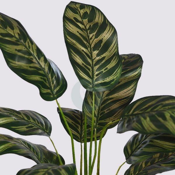 Planta Peacock 51Cm - Imagen 2