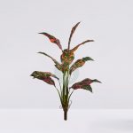 Planta Croton 51Cm
