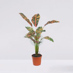 Planta Croton 51Cm En Maceta