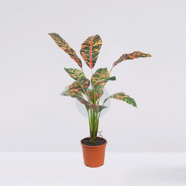 63664M.jpg Planta Croton 51Cm En Maceta - Imagen 1