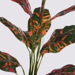 Planta Croton 51Cm - Imagen 2