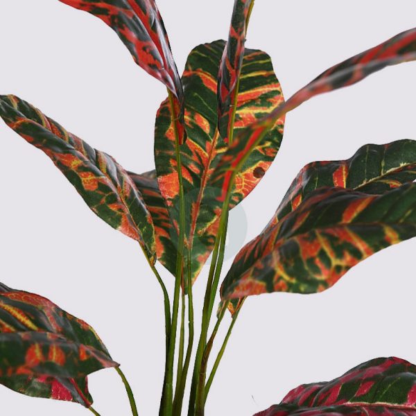 Planta Croton 51Cm - Imagen 2