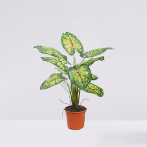 PLANTA CALADIUM 51CM EN MACETA