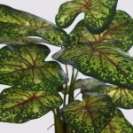 PLANTA CALADIUM 51CM - Imagen 2