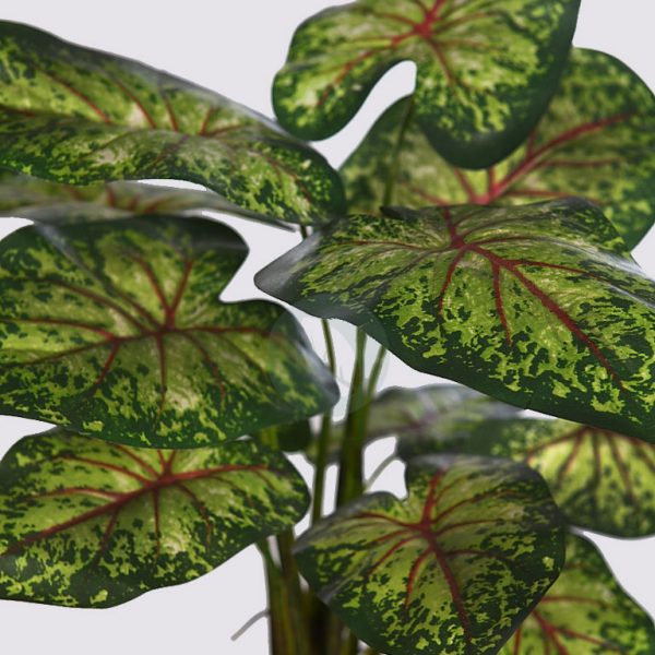 63665_2.jpg PLANTA CALADIUM 51CM - Imagen 2