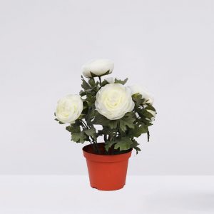 Planta De Ranunculos Artificial En Maceta 30Cm