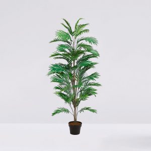 Palmera Areca En Maceta 145Cm