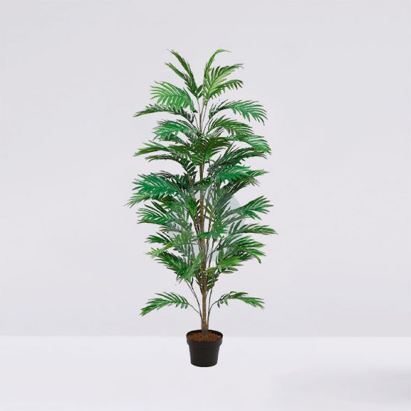 65602M.jpg Palmera Areca En Maceta 145Cm - Imagen 1