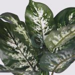 Planta Difembachia Artificial Delux Alt 46Cm - Imagen 2