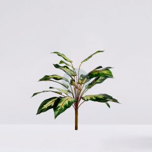 Dieffenbachia Camelia 41Cm