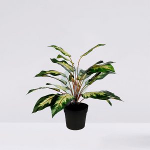 Dieffembachia Camelia 41Cm En Maceta