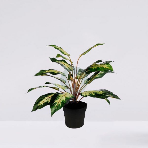 Dieffembachia Camelia 41Cm En Maceta - Imagen 1