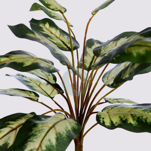 Dieffenbachia Camelia 41Cm - Imagen 2