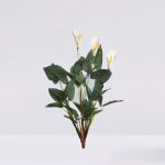 CALA LILY 61CM