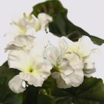 Mata Geranio Colgante 60Cm - Imagen 2