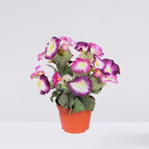 Planta Primula En Maceta 30Cm