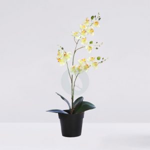 Planta Orquidea 50Cm En Maceta