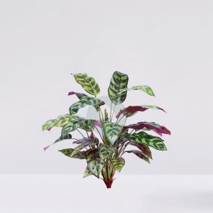 Planta Amaranta 45Cm
