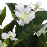 Planta Impatient 35Cm - Imagen 2