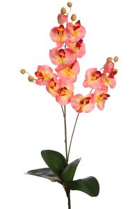 Orquidea Falenosis, 56 Cm