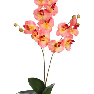 Orquidea Falenosis, 56 Cm