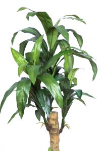Planta Yuca Artificial 153Cm - Imagen 2