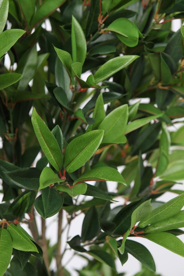 Arbol Doble Bola Laurel Artificial 165Cm - Imagen 4