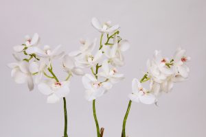 ORQUIDEA MINI PHALAENOPSIS ARTIFICIAL CON MACETA 52CM - Imagen 2