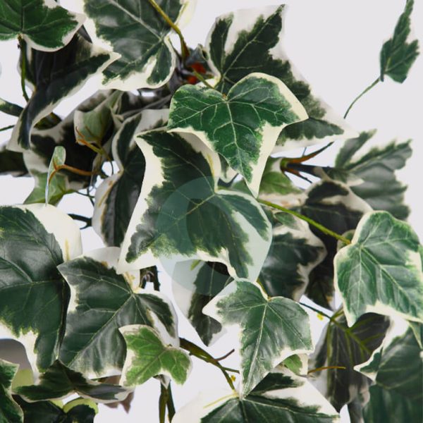 Mata Hiedra Bicolor De Colgar Artificial 70Cm - Imagen 3