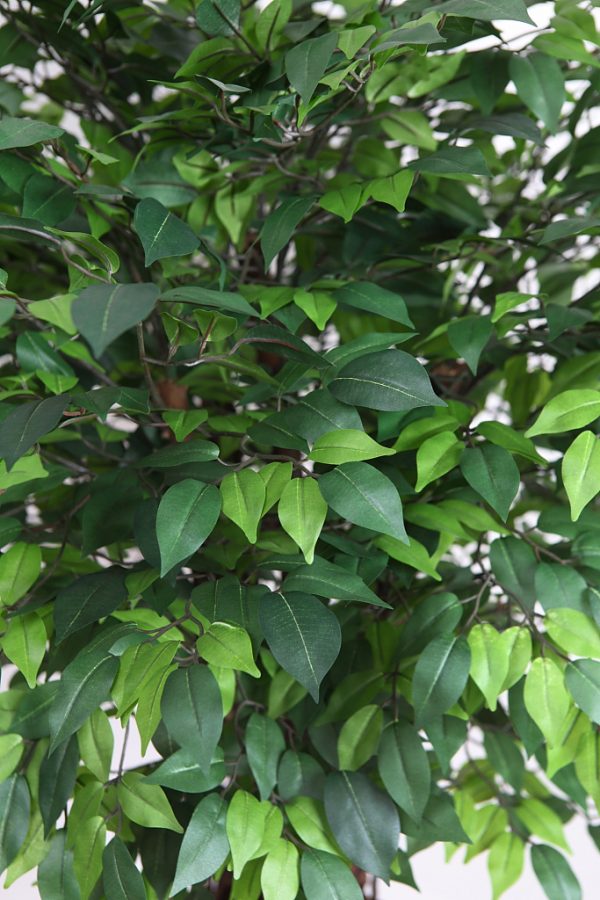 Ficus Artificial Tronco Liana 160Cm - Imagen 2