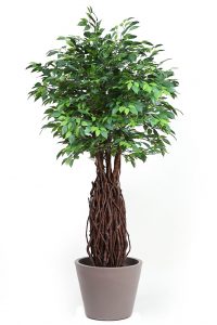 Ficus Artificial Tronco Liana 160Cm - Imagen 4