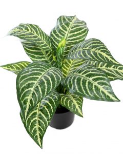 Apelandra Artificial Tacto Natural 45Cm En Maceta - Imagen 2