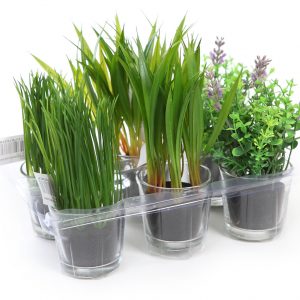 Bandeja 6 Unidades Herbaceas En Cristal 18Cm