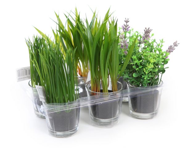 72137.jpeg Bandeja 6 Unidades Herbaceas En Cristal 18Cm - Imagen 1