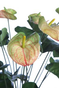 Mata Anturium 55Cm - Imagen 2